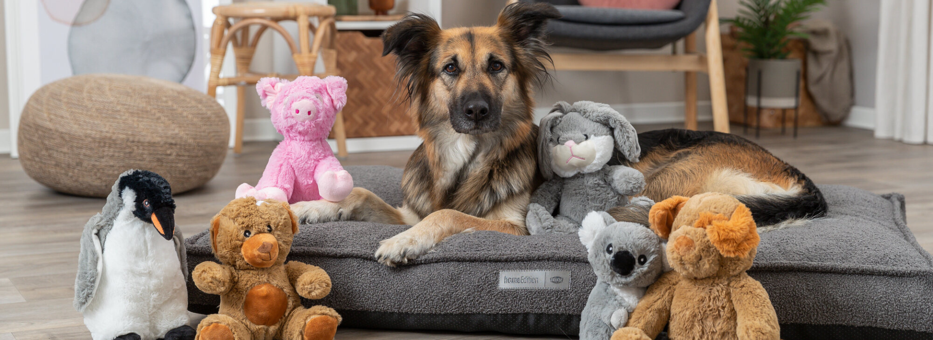 Schäferhund liegt auf einem Hundekissen. Um ihn herum sind sechs Kuscheltiere verteilt.