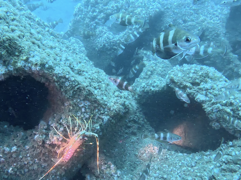 Underwater shot of the Mimizan reef with orange shrimp and striped fish.